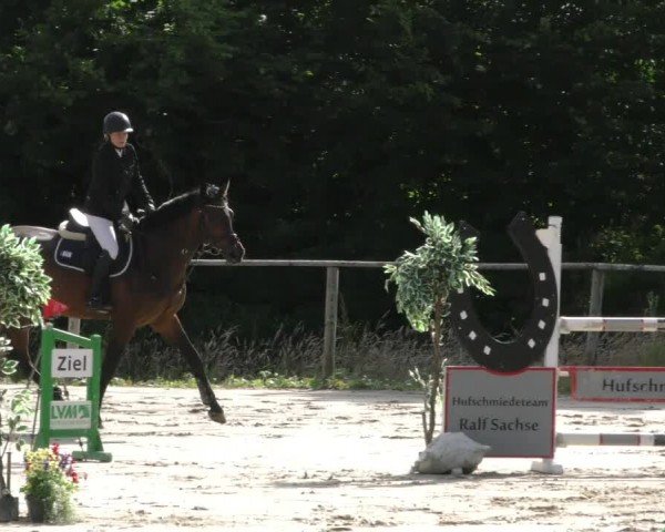 Reitturnier Springe 2024