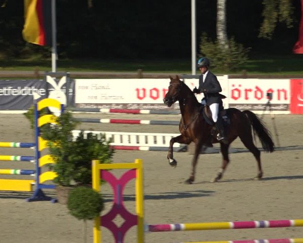 Reitturnier Westergellersen 2021