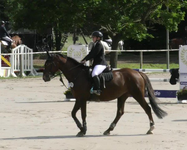 Reitturnier Springe 2024