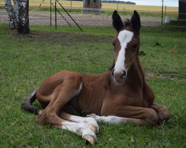 horse Hengst von Baggio (Hanoverian, 2024, from Baggio 17)