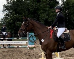 Springpferd Lonely Crazy Lover (Hannoveraner, 2016, von Light my Fire)