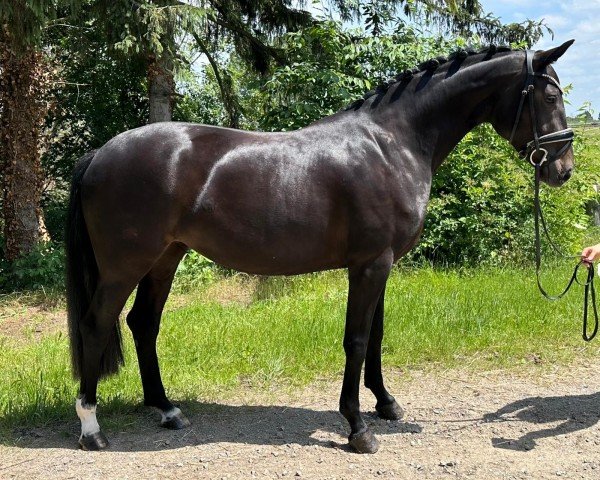 broodmare Daytona G (Hanoverian, 2021, from Don Romance PS OLD)