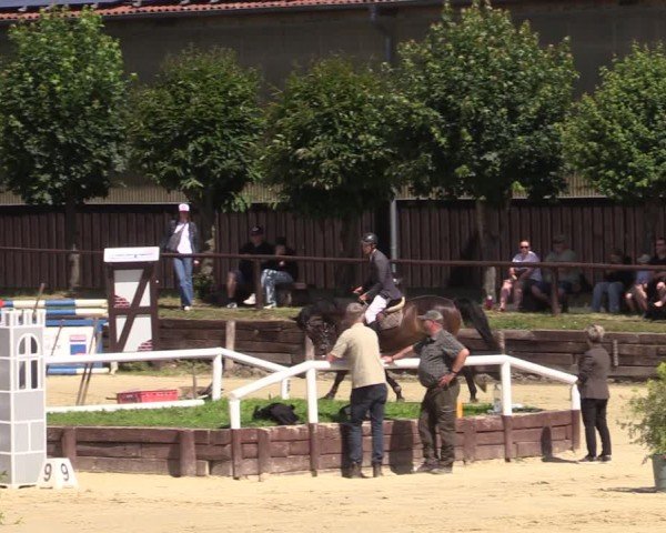 Reitturnier Schönfeld 2024