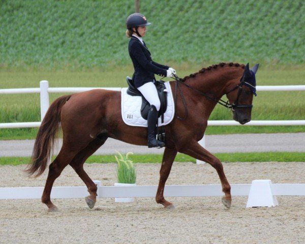 dressage horse To The Moon And Back (Bavarian, 2020, from Birkhof's Topas Fbw)