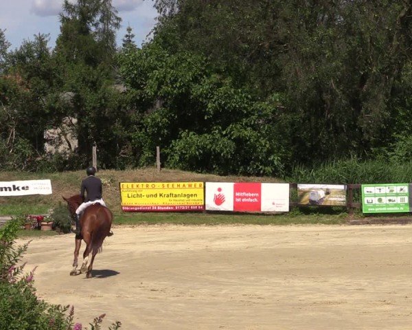 Reitturnier Schönfeld 2024