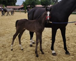 horse Stute von Global Dancer / Show Star (Westphalian, 2024, from Global Dancer)
