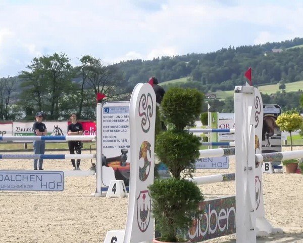 Reitturnier Hitzkirch 2024