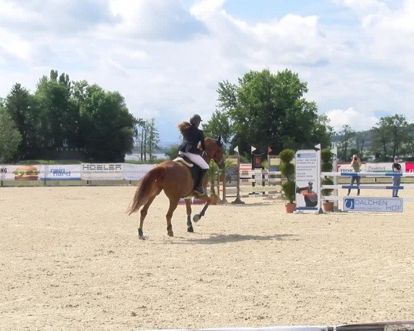 Reitturnier Hitzkirch 2024