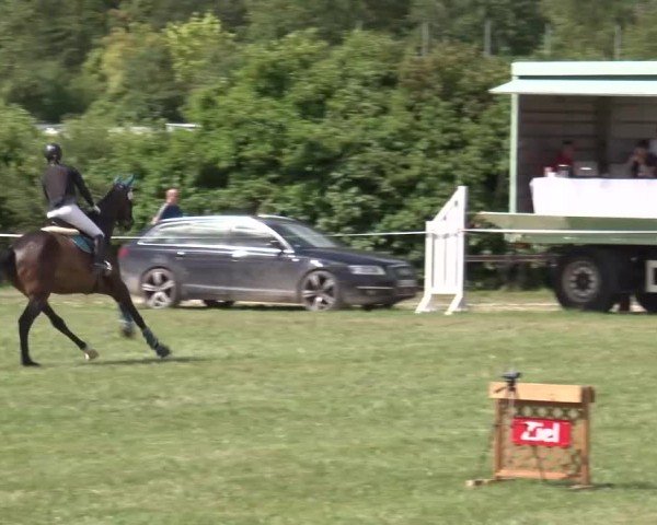 Reitturnier Bad Windsheim/Mfr. 2024