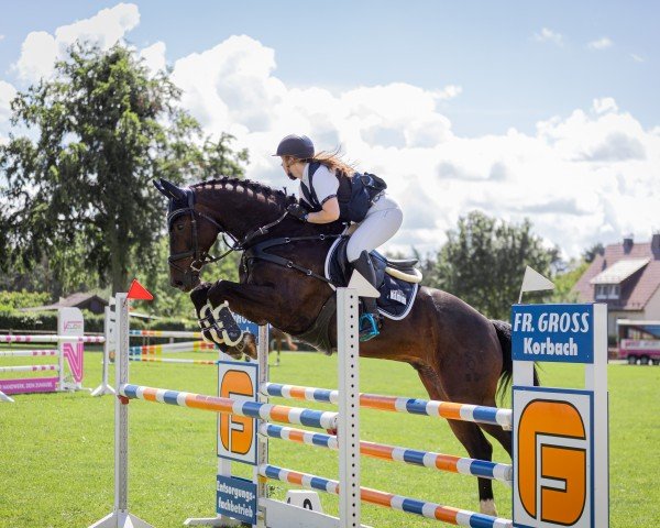 Springpferd Oskar 317 (Oldenburger, 2012, von Olympic Fire 5)