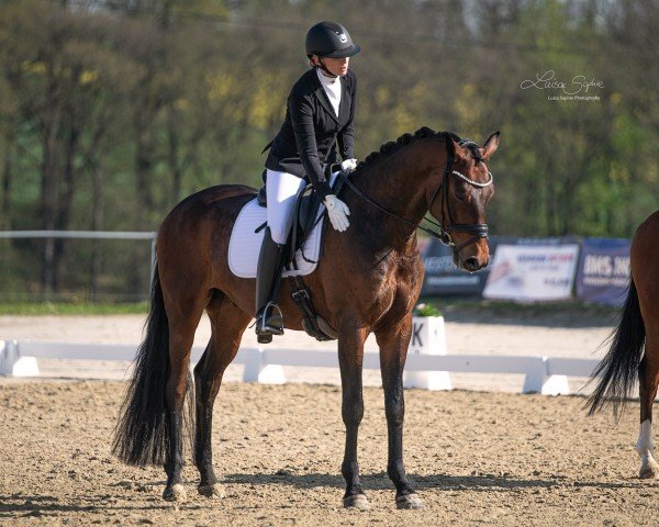 dressage horse Fendi M (Hanoverian, 2018, from Fürst Belissaro)