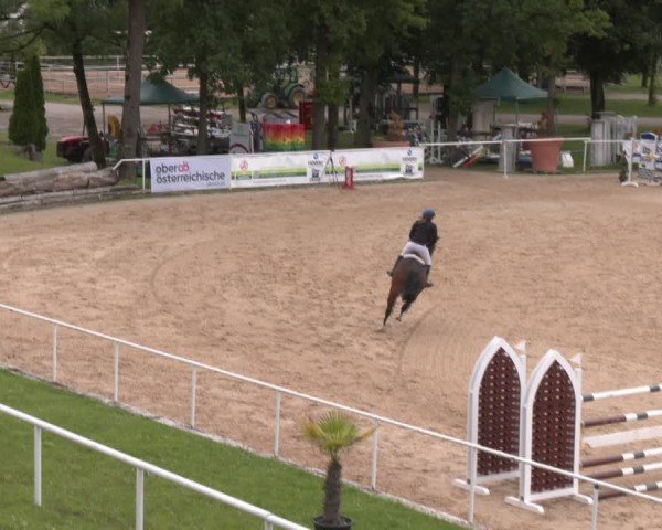 Reitturnier Stadl-Paura 2024