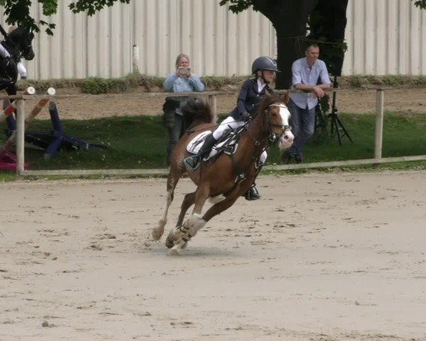 Reitturnier Springe 2024