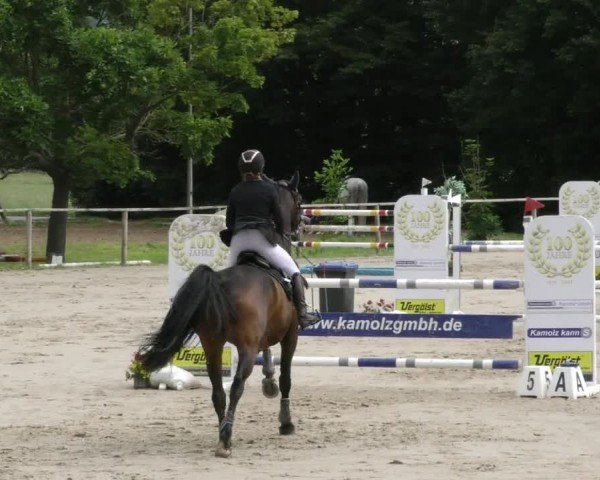 Reitturnier Springe 2024
