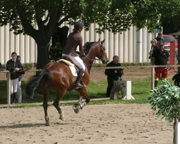 Reitturnier Springe 2024
