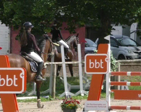 Reitturnier Springe 2024