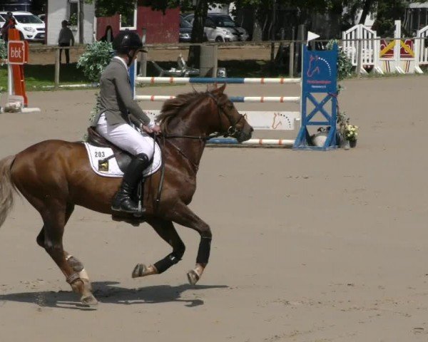 Reitturnier Springe 2024