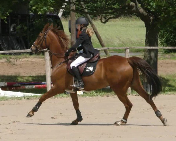 Reitturnier Springe 2024