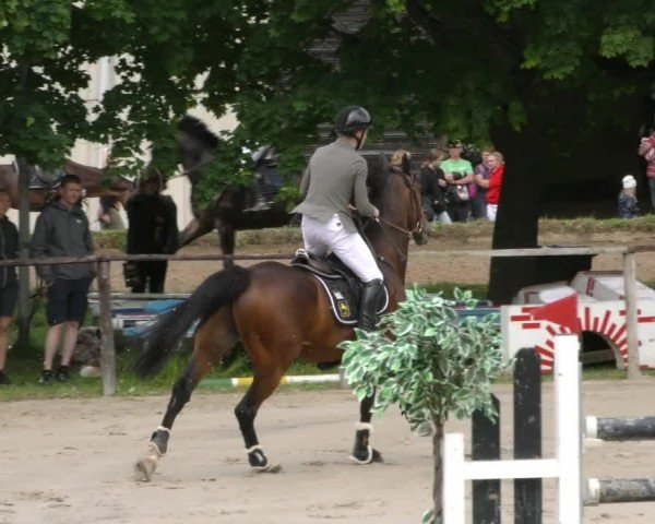 Reitturnier Springe 2024