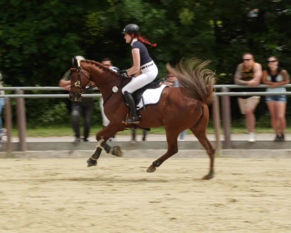 Reitturnier Winnenden 2024