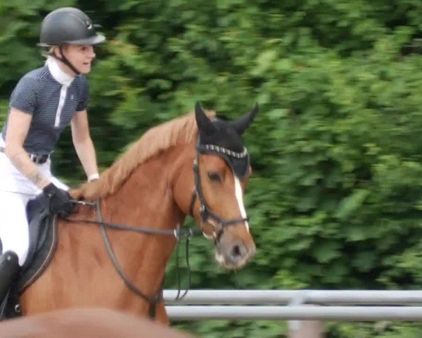 Reitturnier Winnenden 2024