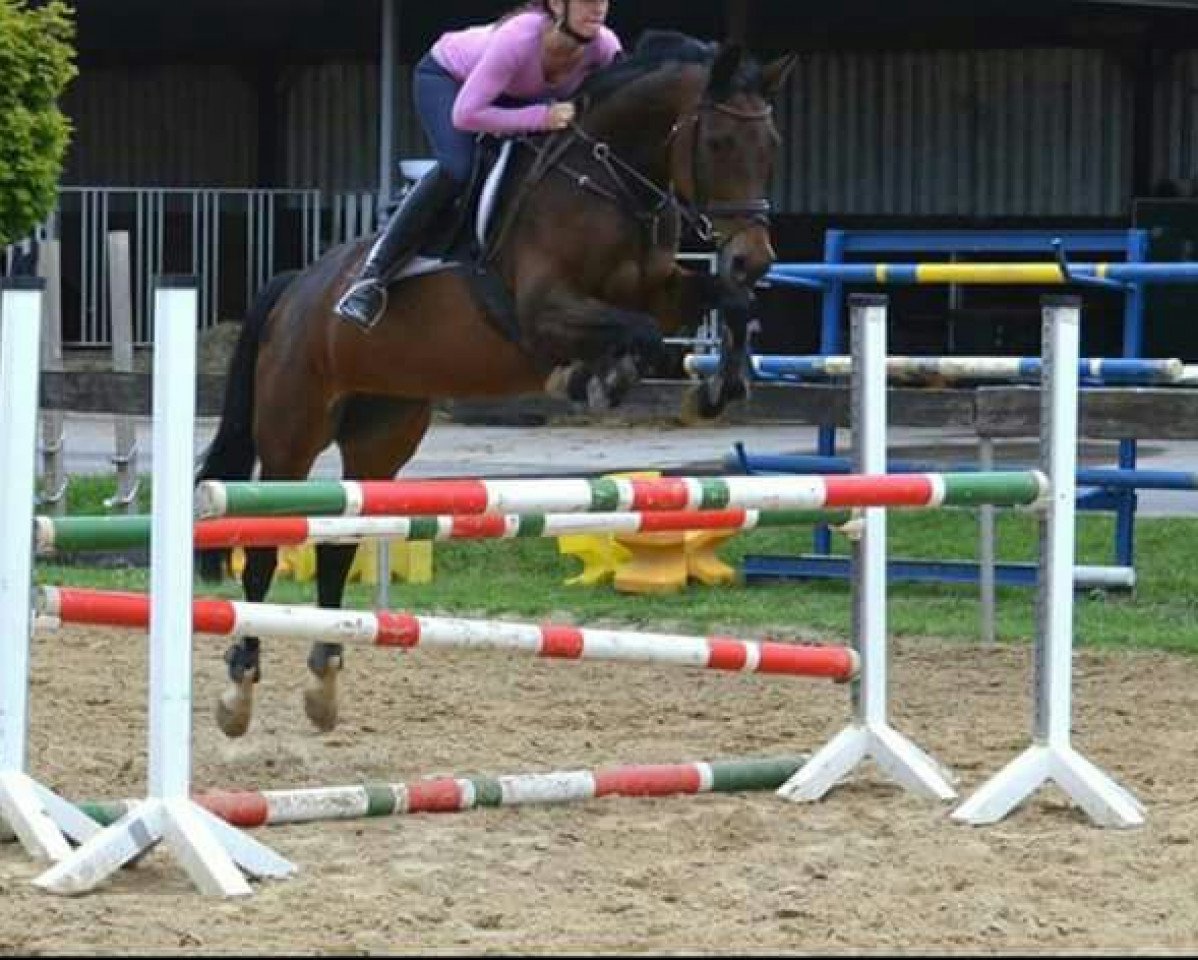 Jumper Spidi 4 (Oldenburger Jumping Horse, 2005, from Quicksilber)