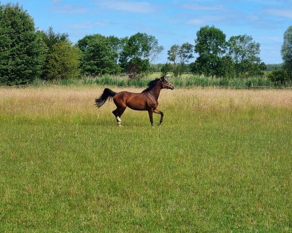 jumper Lailani S (Oldenburg show jumper, 2017, from Ogano)