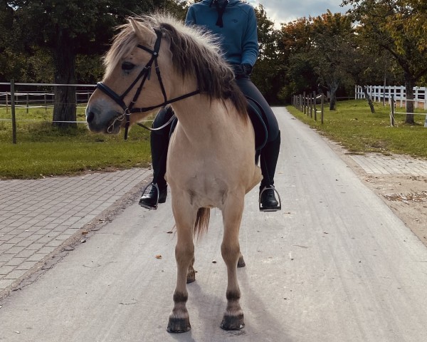 Caballo Bodo vom Heuberg (Caballo fiordo, 2006, de Bolseten N.2825)