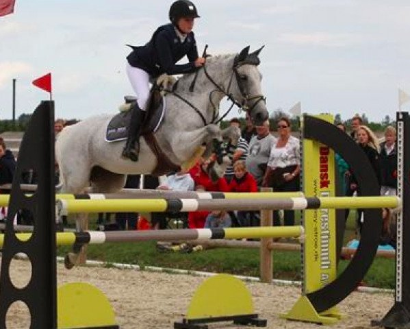 jumper Dalestown Suzie Q (Irish Sport Horse, 1996, from Cavalier Royale)