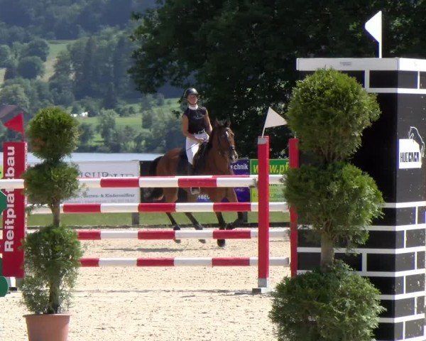 Reitturnier Hitzkirch 2024