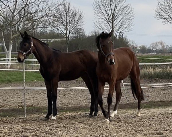 broodmare Sally (Hanoverian, 2022, from Sir Escolar)