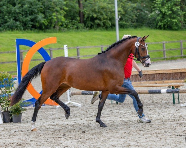 Zuchtstute Kastanienhof Sternenzauber (Deutsches Reitpony, 2021, von Double Jackpot)