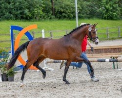 Zuchtstute Kastanienhof Sternenzauber (Deutsches Reitpony, 2021, von Double Jackpot)