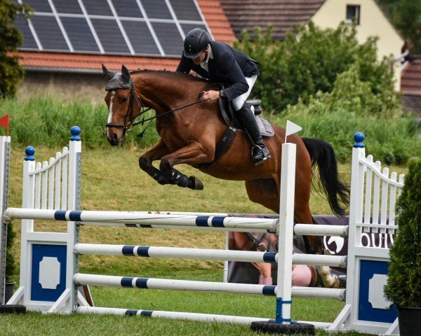 Springpferd Santiago 306 (Deutsches Sportpferd, 2020, von Santiano 3)