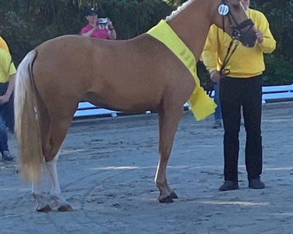 Zuchtstute GS Cascada de Luxe (Deutsches Reitpony, 2021, von DSP Cosmo Royale)