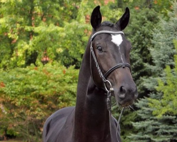 horse Scuderia´s Black Edition (Hanoverian, 2014, from Scuderia)