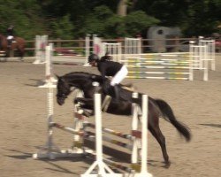 Cavallo da salto Dorfjunge 11 (Hannoveriano, 2020, di Dialo)