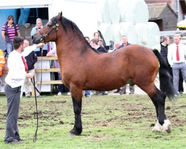stallion Danaway Hooch (Welsh-Cob (Sek. D), 1999, from Trevallion Hooch)
