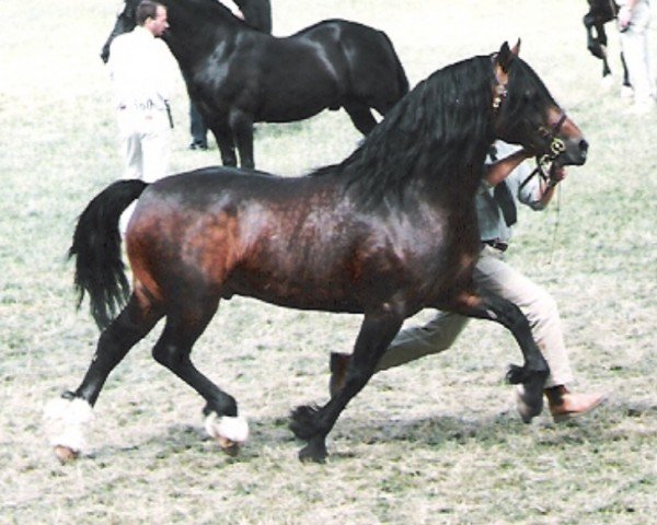 Deckhengst Trevallion Ace Comet (Welsh-Cob (Sek. D), 1988, von Tyhen Comet)