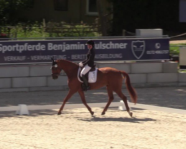 Reitturnier Dorfchemnitz 2024
