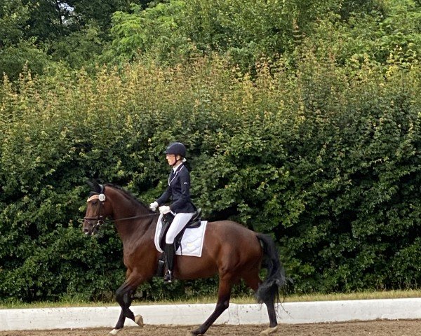 Zuchtstute Willow D'Alêne (Luxemburgisches Reitpferd, 2015, von Follow Me OLD)