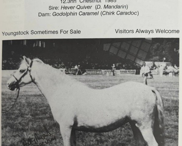 horse Talhaearn Jessabel (Welsh-Pony (Section B), 1987, from Eyarth Celebration)