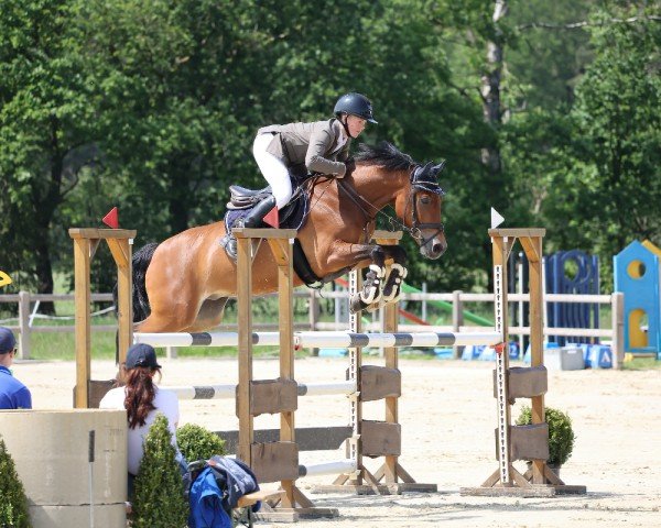 jumper Hennessy 129 (German Riding Pony, 2016, from Halifax)