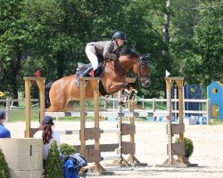 jumper Hennessy 129 (German Riding Pony, 2016, from Halifax)