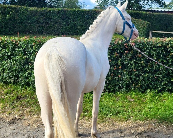 broodmare First Class Noble Blue Eyes (German Riding Pony, 2022, from First Class Golden White)