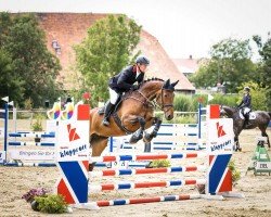 Springpferd Zoubalou (Hannoveraner, 2019, von Zinedream)