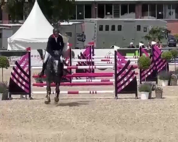 Video of DESPERADO REX