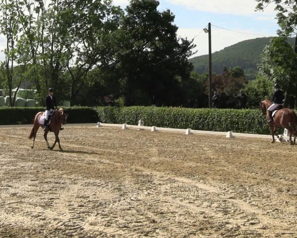 Reitturnier Wingerode 2024