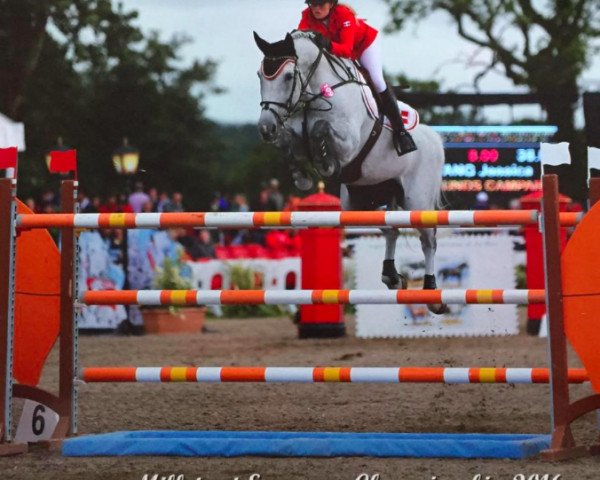 jumper Bjerglunds Campari (Danish Warmblood, 2004, from Cajus)