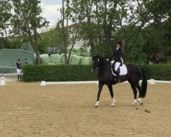 Reitturnier Wingerode 2024